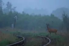 Czekający na poranny pociąg