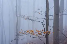 W buczynie karpackiej