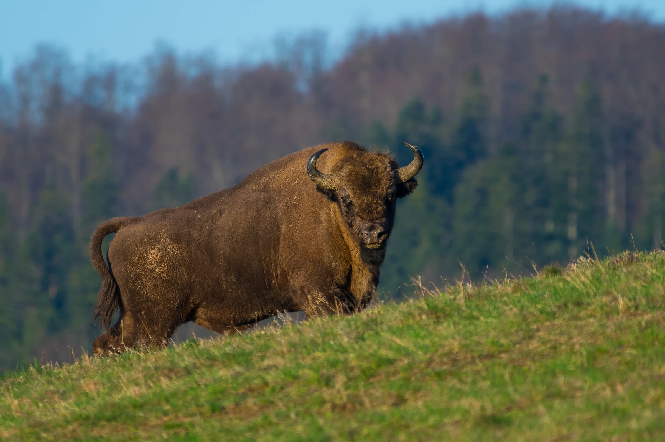 Bieszczadzki olbrzym