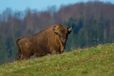 Bieszczadzki olbrzym