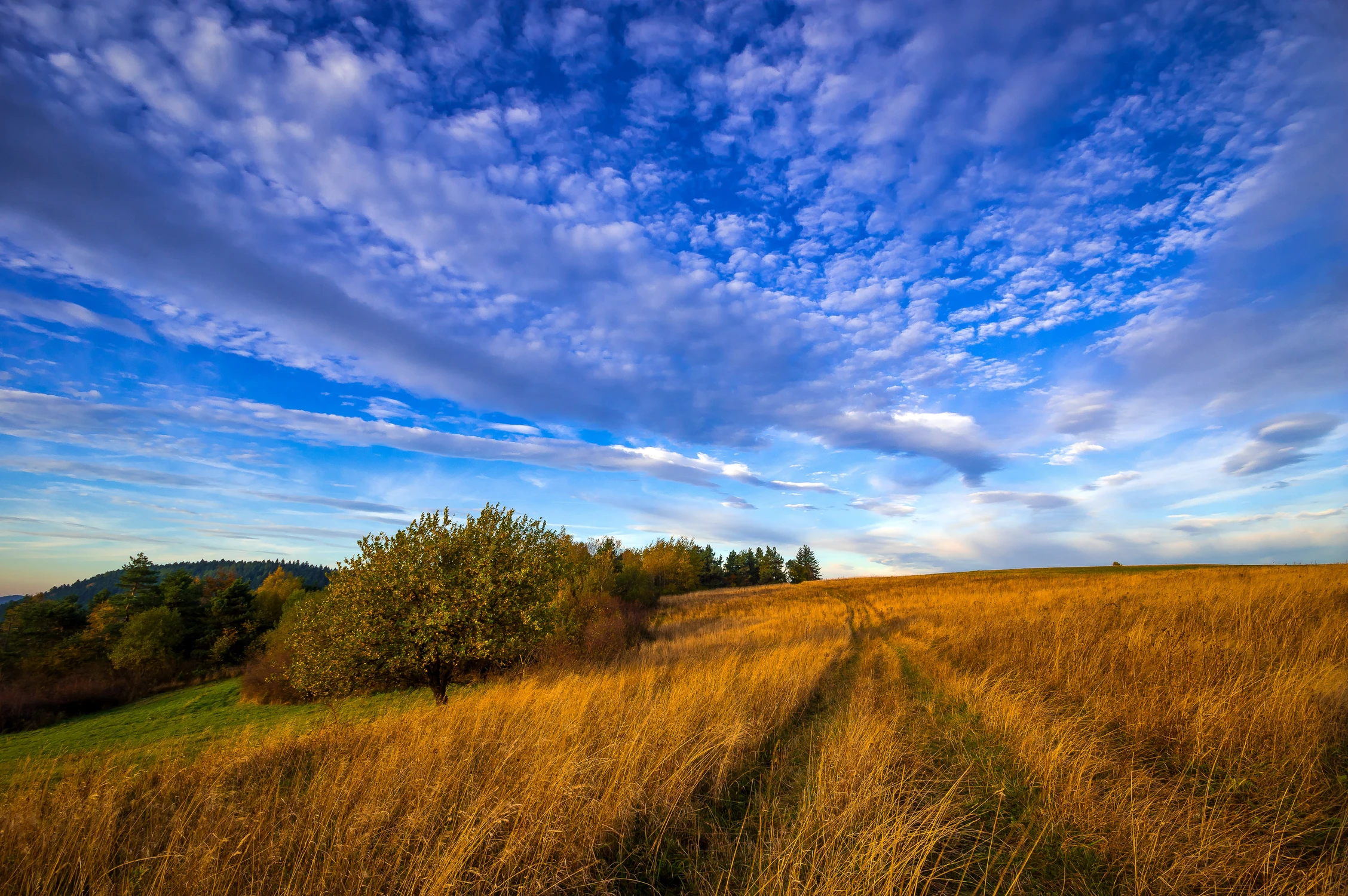 Połoniny Beskidu Niskiego