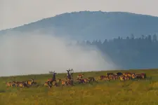 Sprzeczka