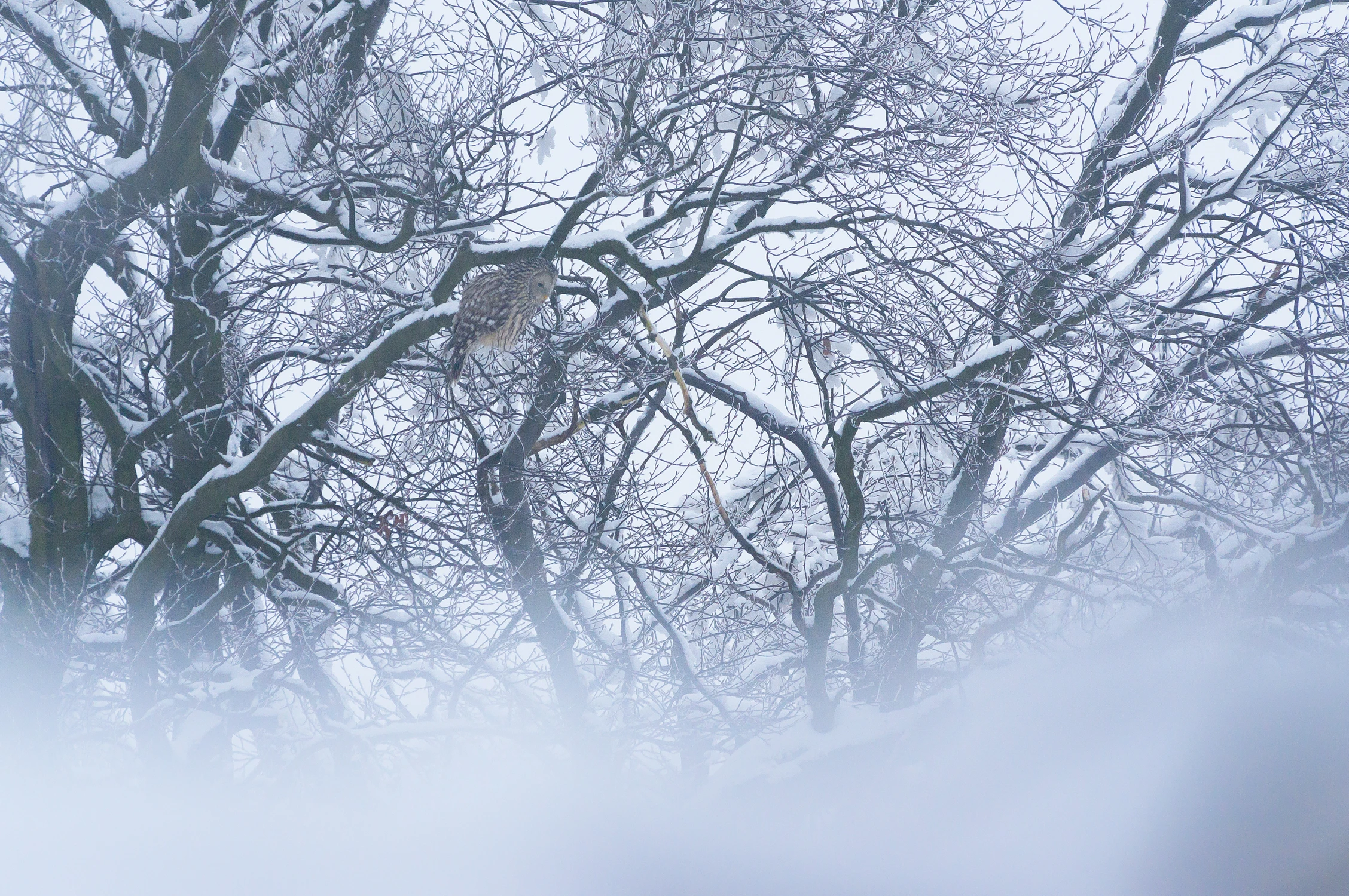 Zima w Magurskim Parku Narodowym