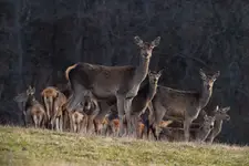 Jelenie przydrożne ;)