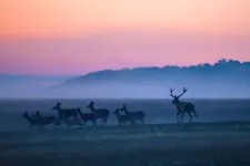 Rykowiskowy świt