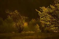 Poranek w Magurskim Parku Narodowym III