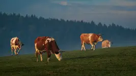 Milki idą ;)