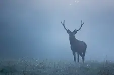 Z mgły