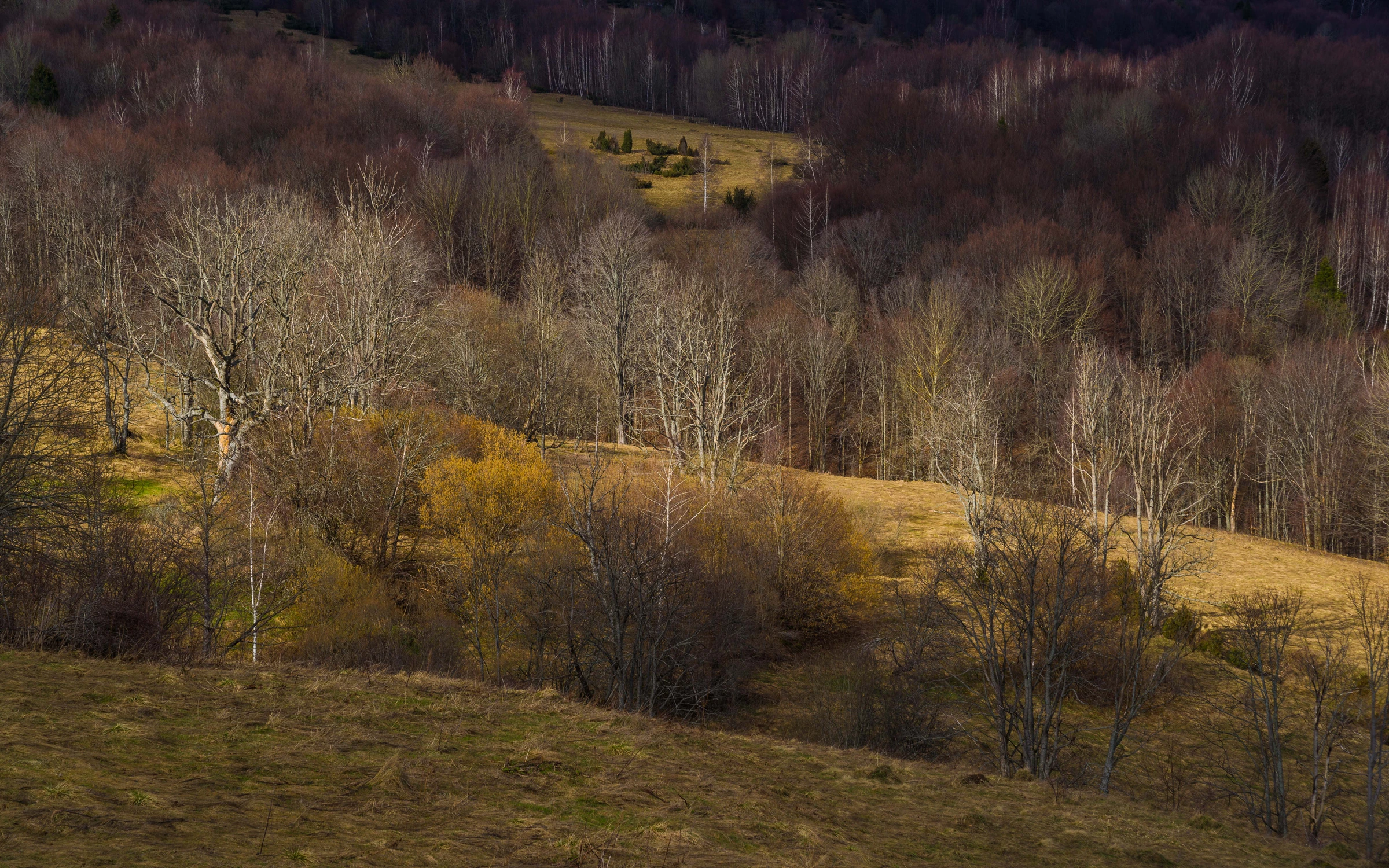 Kolory bieszczadzkiego przedwiośnia