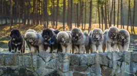 Mastify tybetańskie