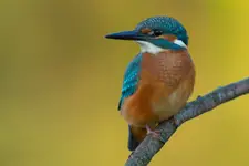 Piękniś