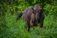 Bieszczadzka krówka