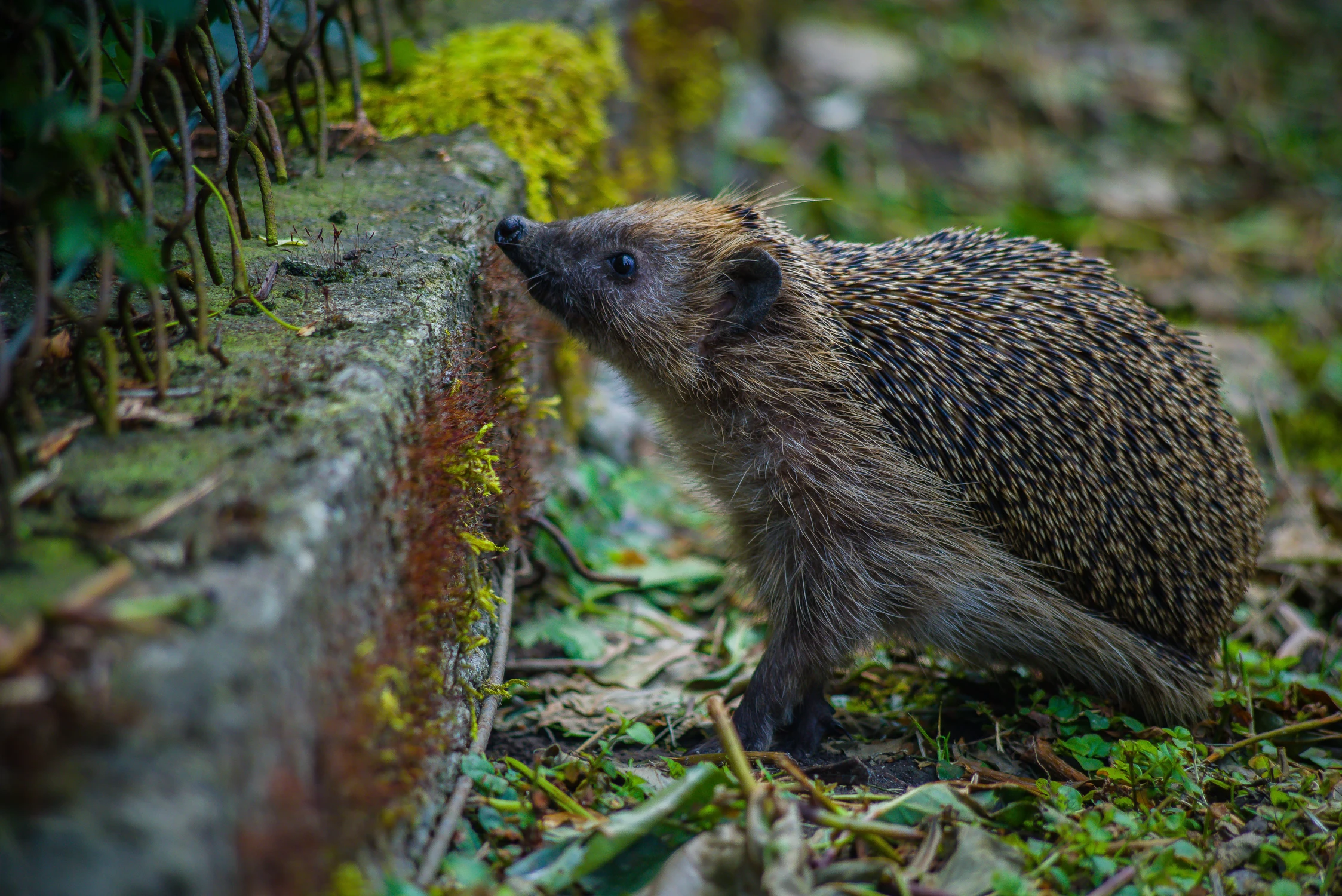 A może by tam wskoczyć? ;)