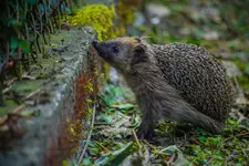 A może by tam wskoczyć? ;)