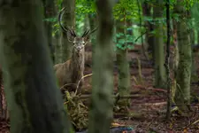 W karpackim lesie