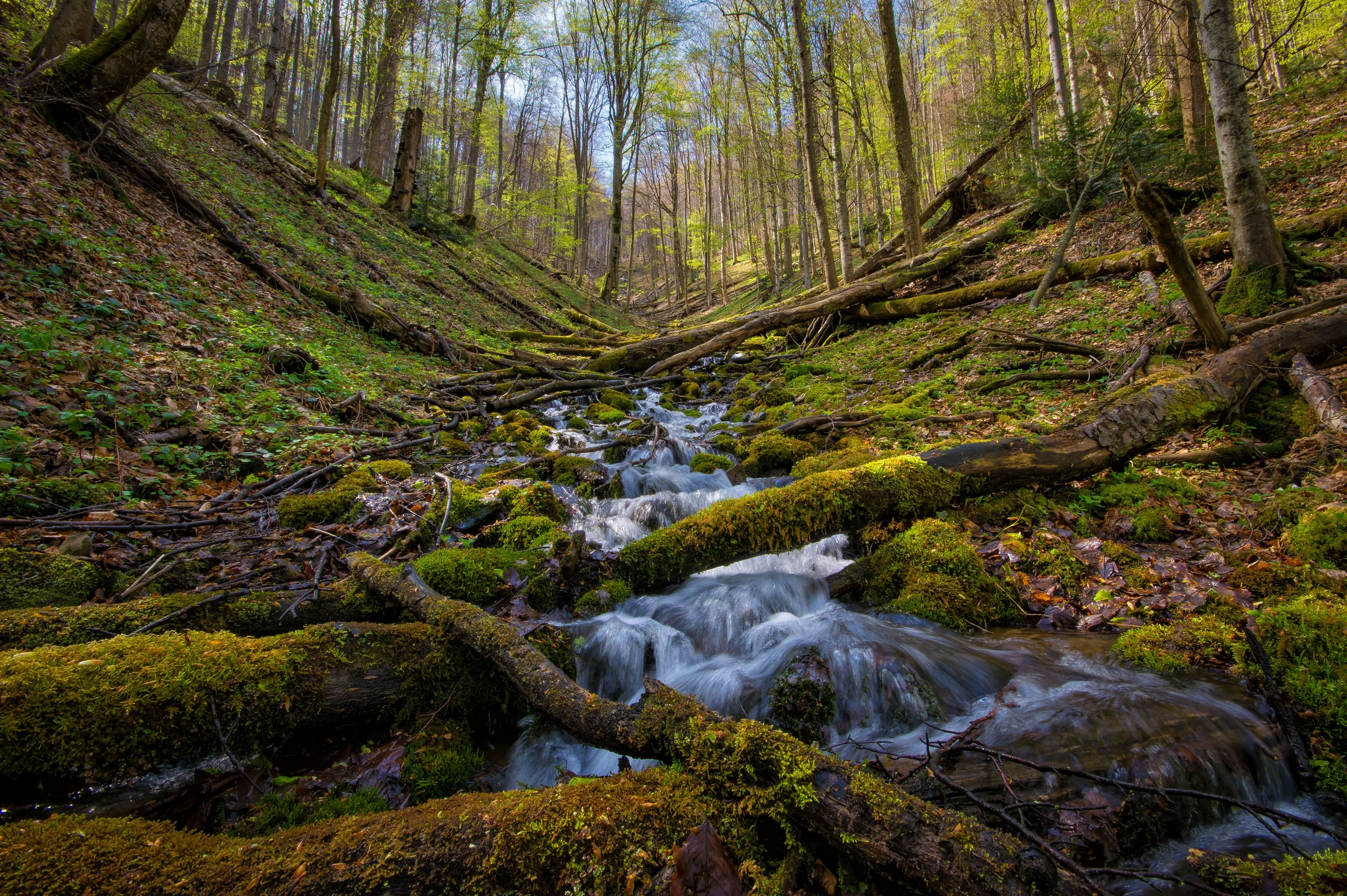 Wiosna w Bieszczadach