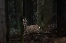 Czas wycierania parostków