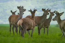 Sprzeczka