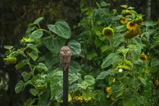 Pilnowanie słoneczników