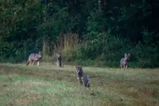Spotkanie o świcie