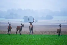 Uciekajcie, zboczeniec! 