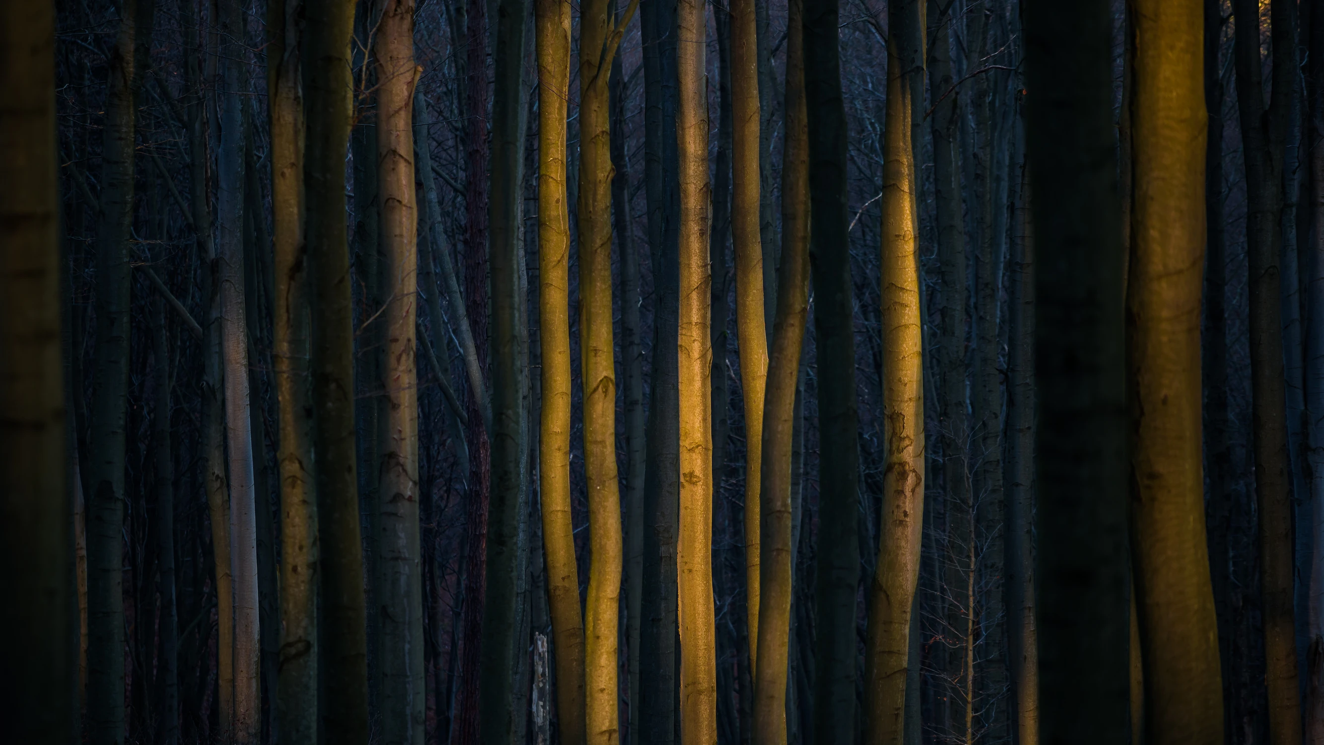 W buczynie karpackiej