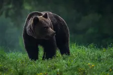 Niedźwiedź zwany misiem ;)