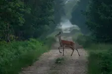 O świcie w Puszczy Sandomierskiej