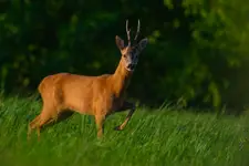 A może nóżkę podniosę? ;)