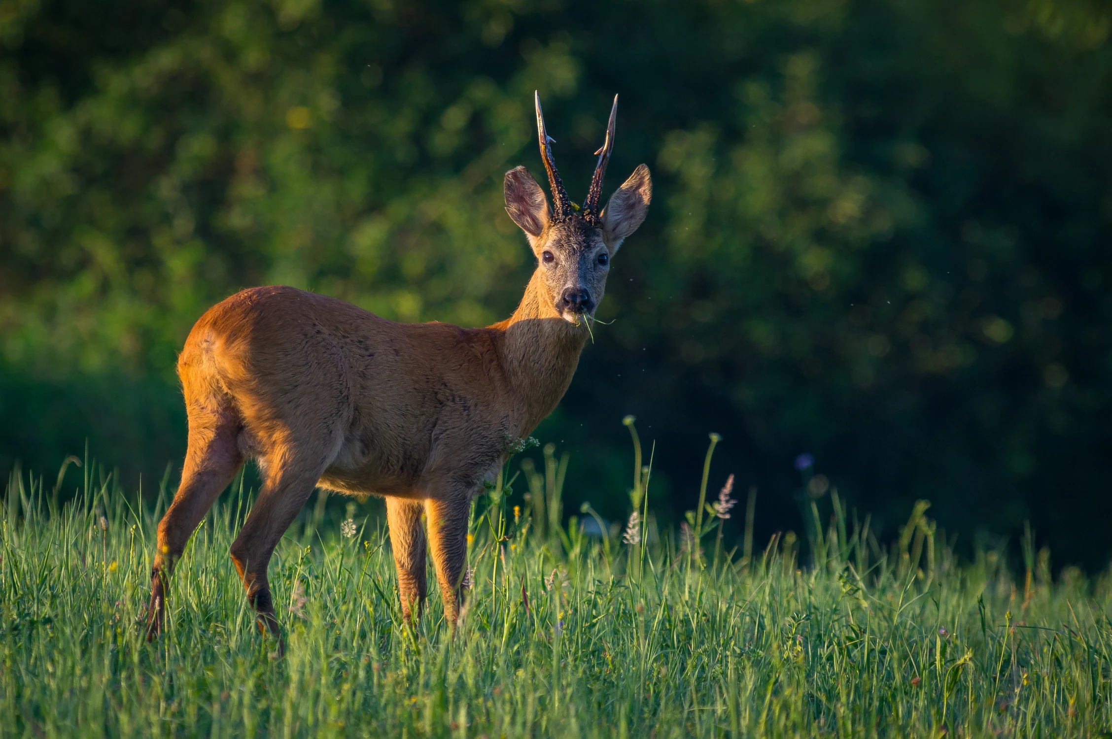 Śniadanie na trawie ;)