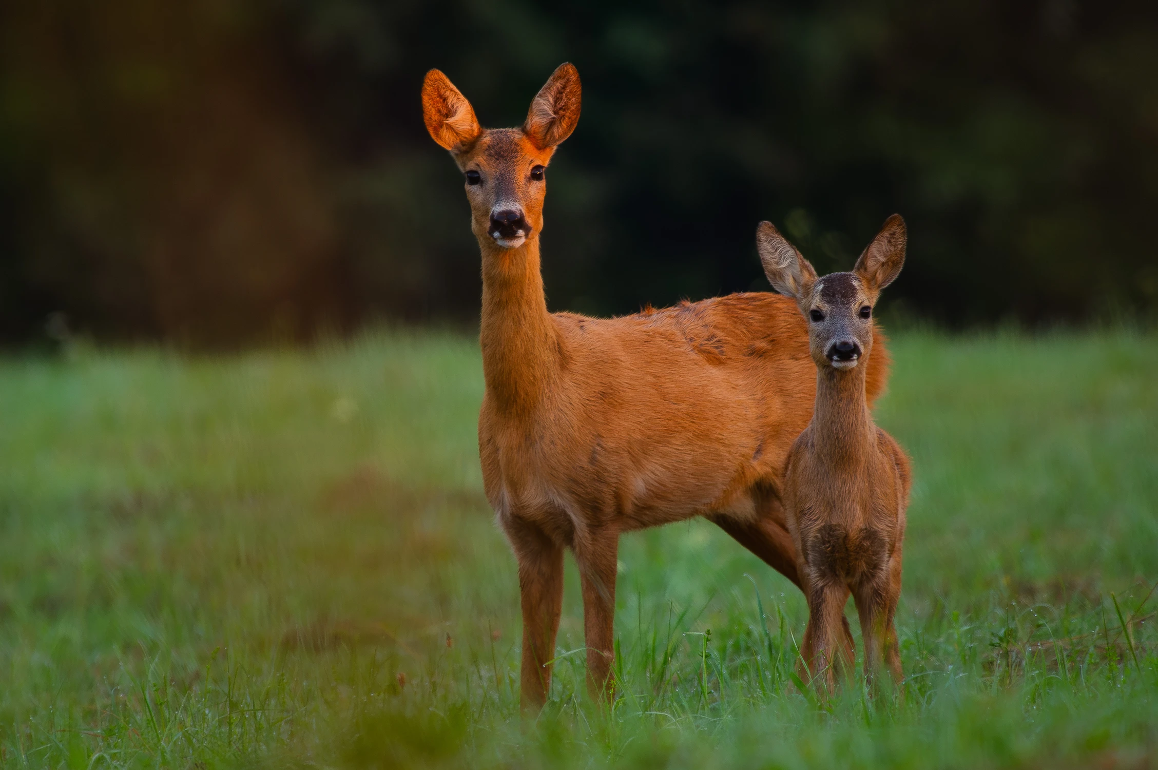 Mamo, mam takie duże uszy jak ty! ;)