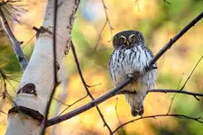 Glaucidium passerinum
