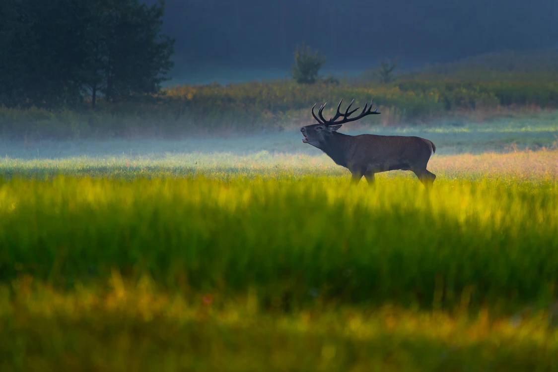 Jeleń na rykowisku :)