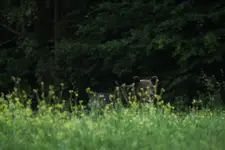 Ktoś mnie chyba obserwuje...