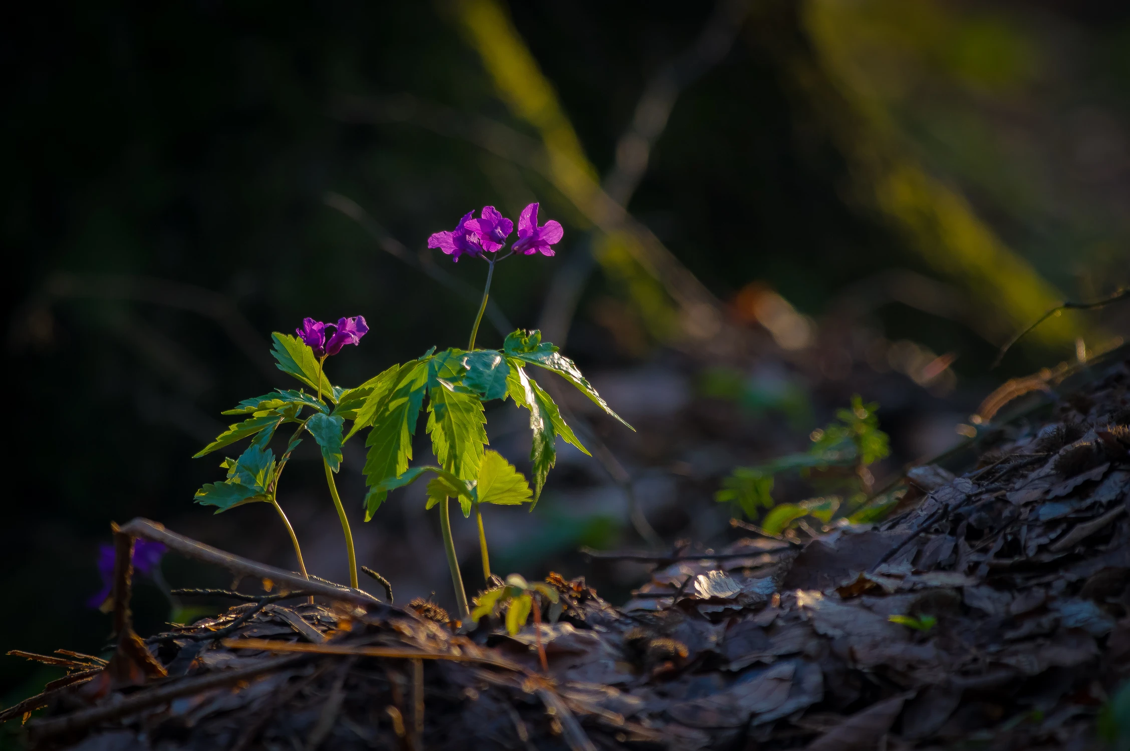 Żywiec gruczołowaty