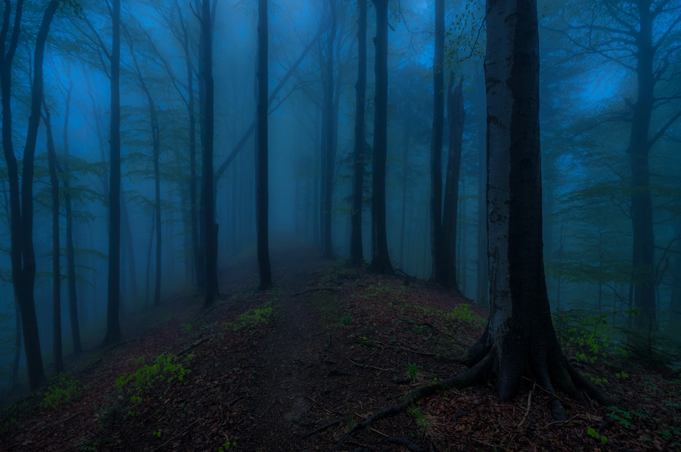 Świt w bieszczadzkim lesie