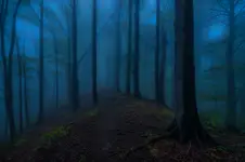 Świt w bieszczadzkim lesie