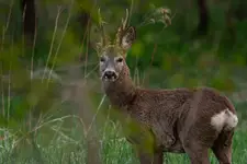 Wczesnoporanny rogacz