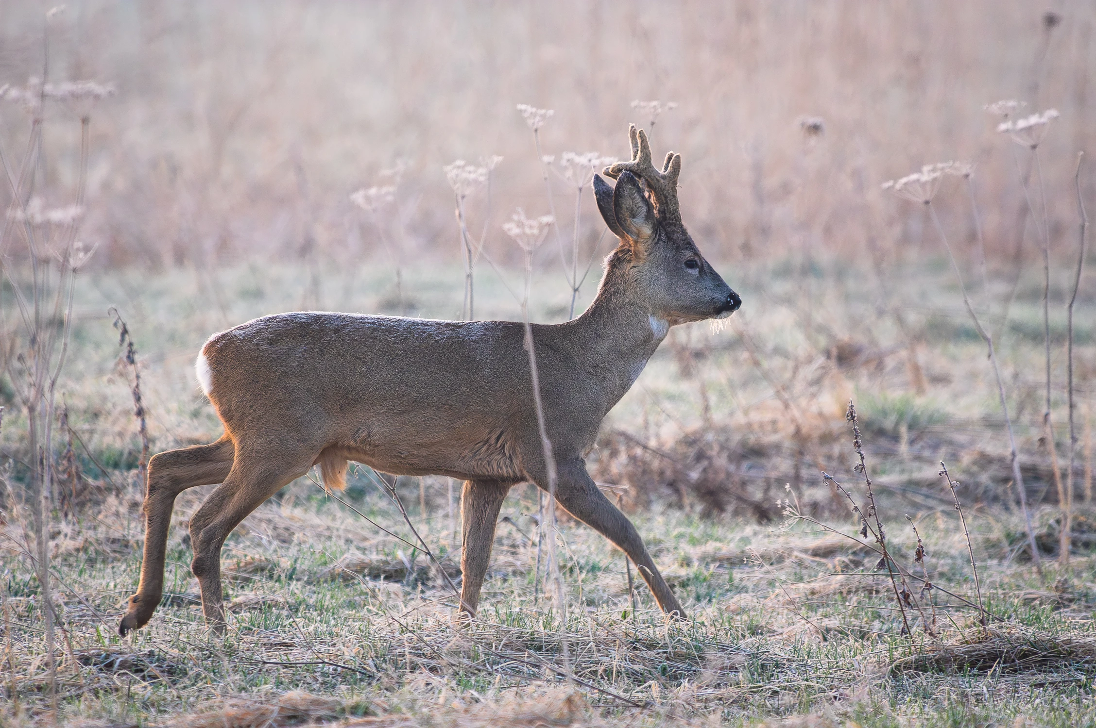Przymroziło dzisiaj. :)