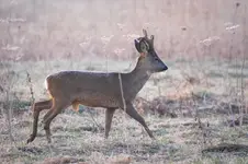 Przymroziło dzisiaj. :)