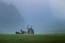 Miłość we mgle