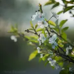 Wspomnienie