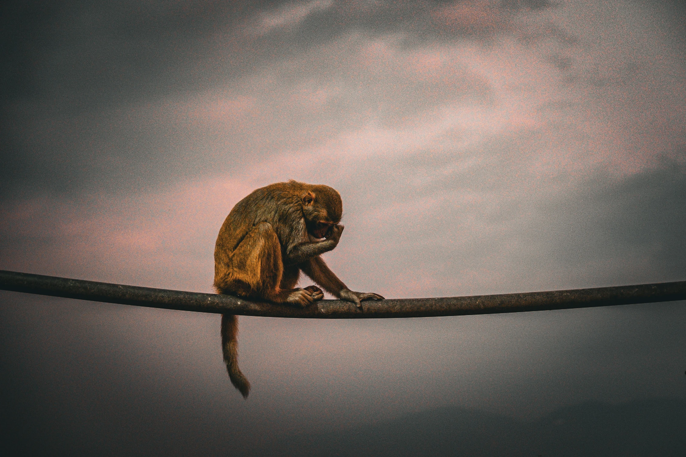 makak z Swayambhunath