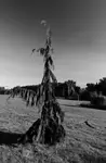 Czarownica 
