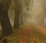 Aleja