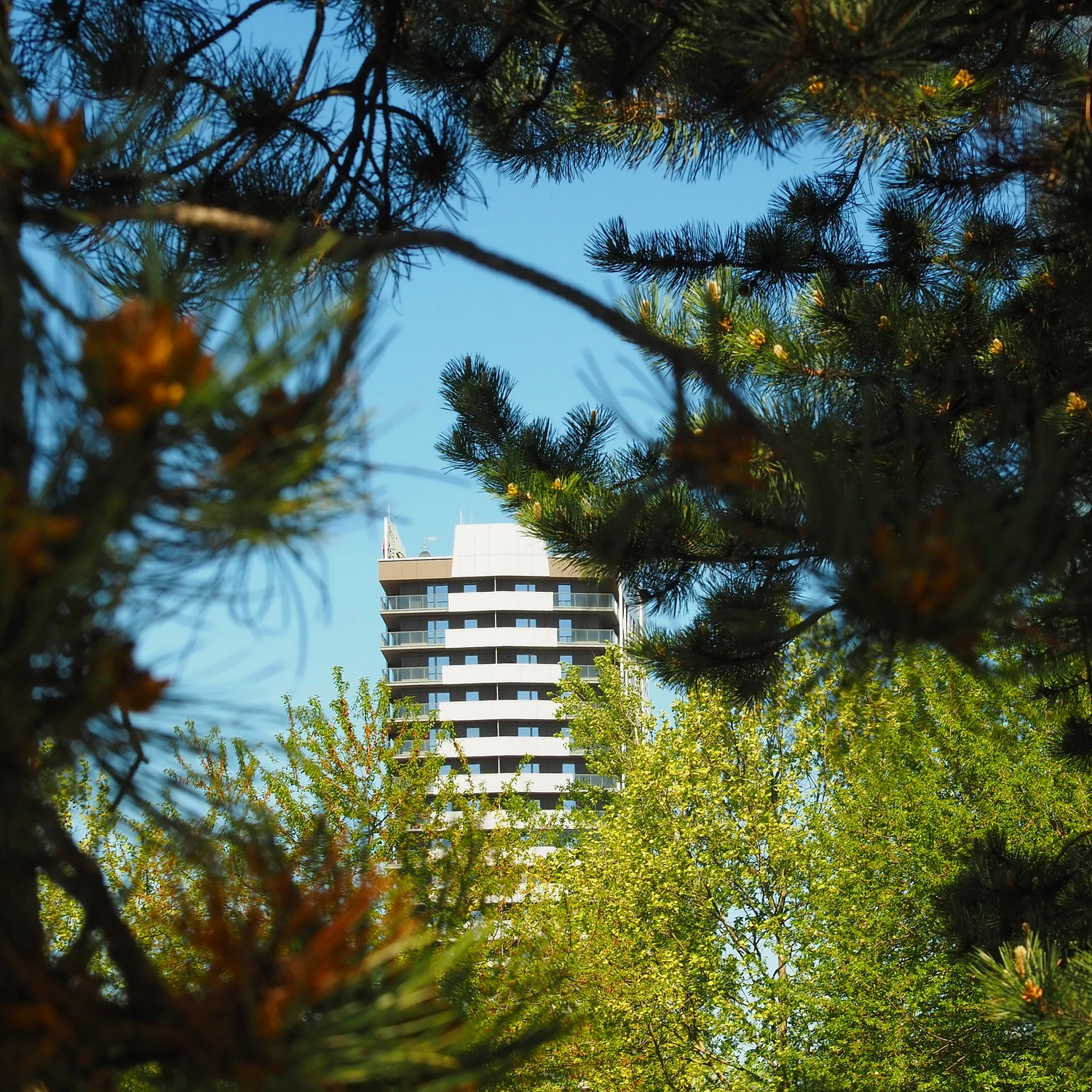 A za drzewem-miasto