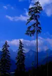 Smreki i Tatry