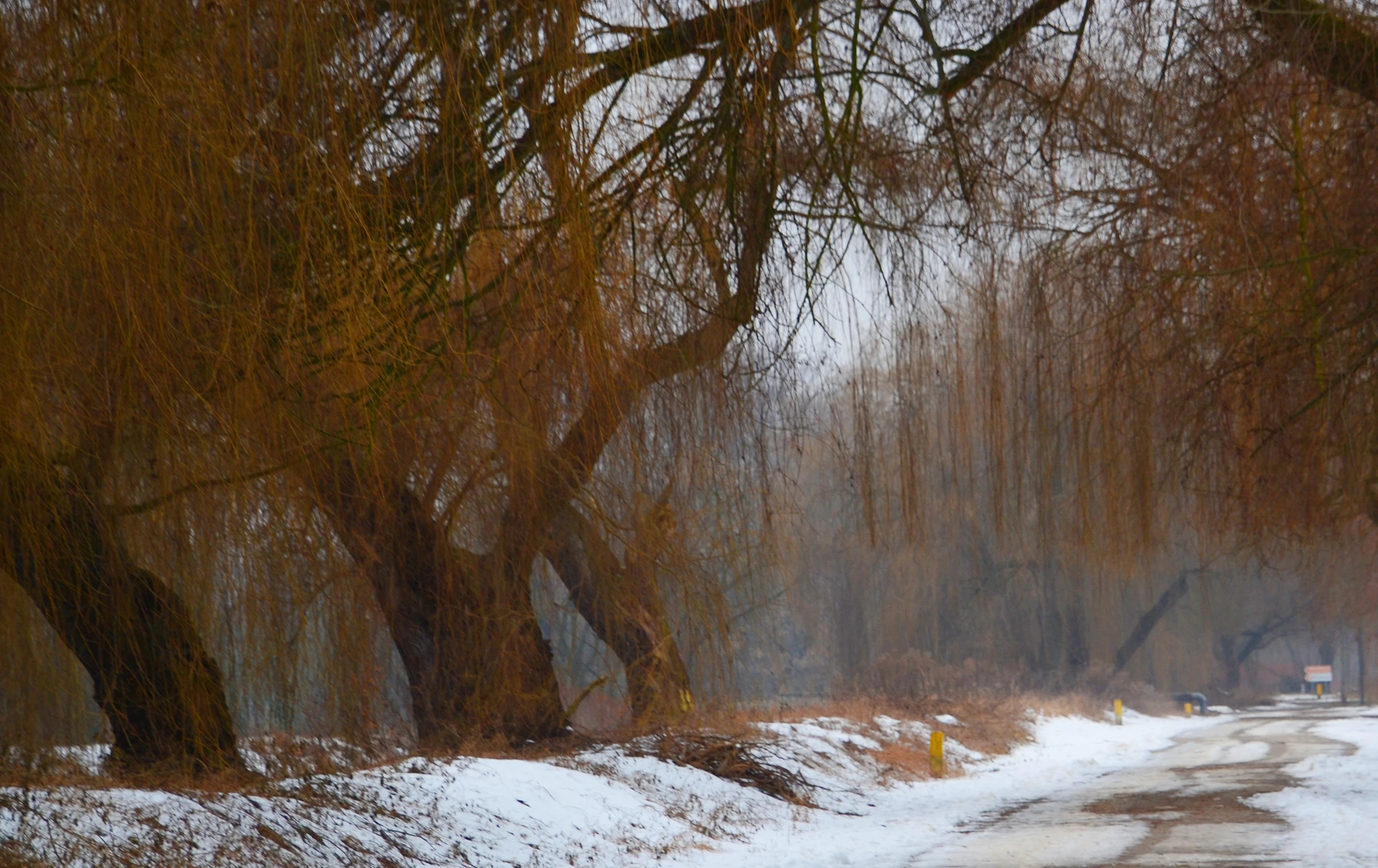 Jeszcze trochę zimy