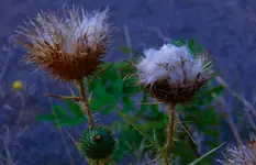 Rozczochrane 
