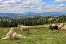 Na zielonej łące... ( 2 )